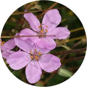 Erodium acaule - 