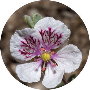 Erodium astragaloides - 