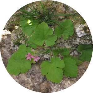 Erodium chium - 