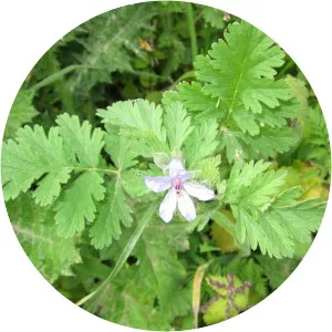 Erodium ciconium