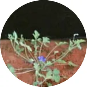 Erodium crinitum - 