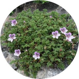 Erodium glandulosum