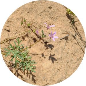 Erodium laciniatum - 