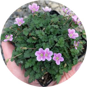 Erodium reichardii - 