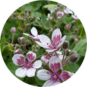 Erodium trifolium - 