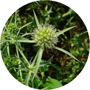 Eryngium campestre