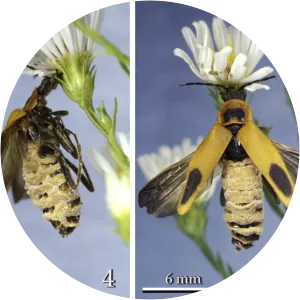 Eryniopsis lampyridarum