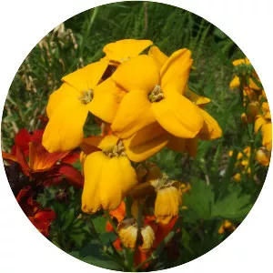 Erysimum cheiri (Sarı Şebboy)