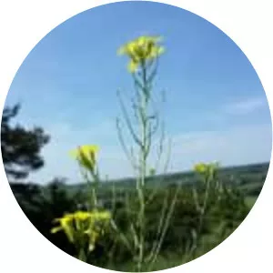 Erysimum diffusum - Plants