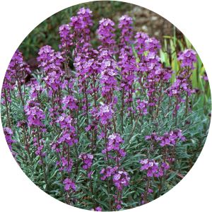 Erysimum