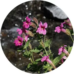 Erythranthe lewisii - Plants