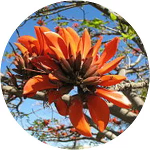 Erythrina caffra