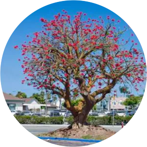 Erythrina coralloides