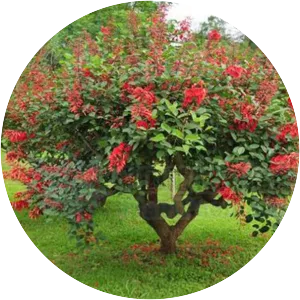 Erythrina crista-galli