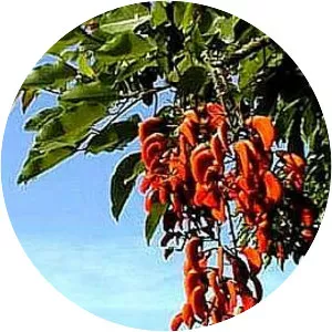 Erythrina falcata - 