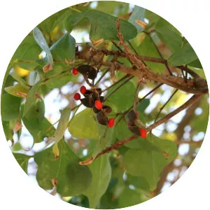 Erythrina lysistemon - Plants