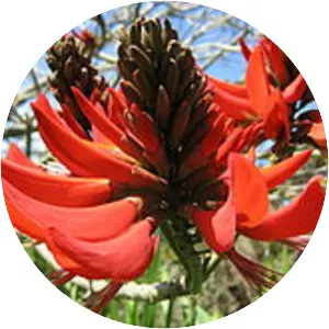 Erythrina