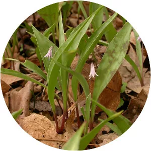 Erythronium propullans