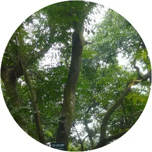 Erythrophleum fordii - Plants