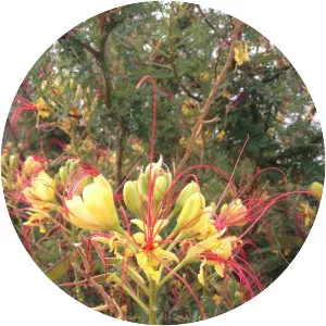 Erythrostemon gilliesii