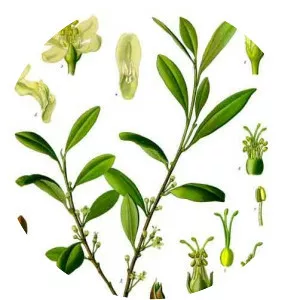 Erythroxylum coca