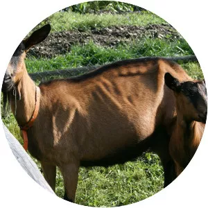 Erzgebirge goat - Goat breed