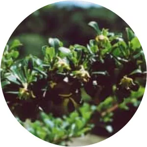 Escallonia myrtilloides - 