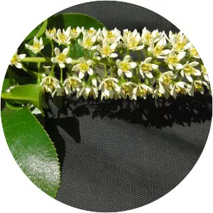 Escallonia pulverulenta - 