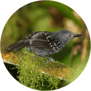 Esmeraldas antbird