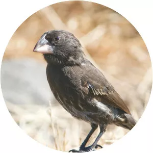 Española cactus finch
