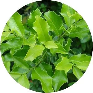 Espinheira Santa - Plants