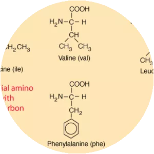 Essential amino acid - 