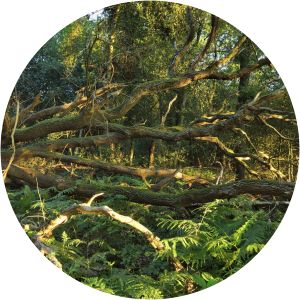 estate beekhuizen onzalige bos