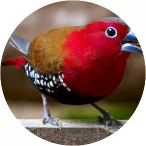 Estrildid finches - Bird