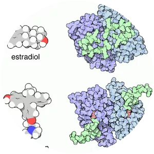 Estrogen receptor