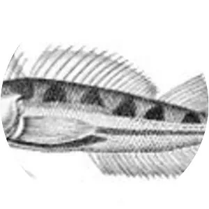 Estuarine triplefin