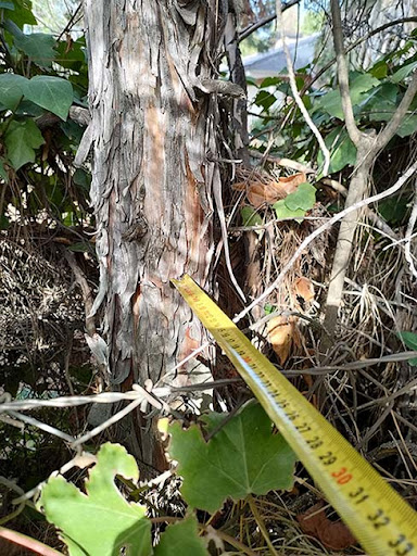 Estudio de Arbolado - Tree service in Majadahonda, Spain