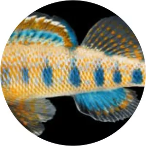 Etheostoma obama - 