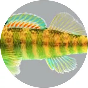 Etheostoma zonale - 