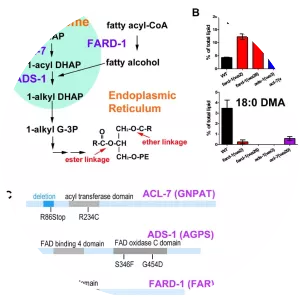 Ether lipid - Chemical compound