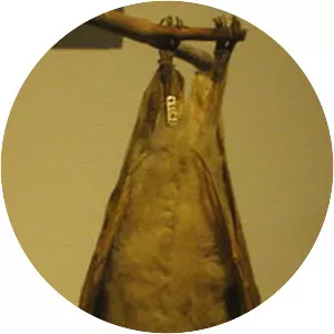 Ethiopian epauletted fruit bat