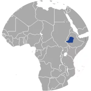 Ethiopian hare - Animal