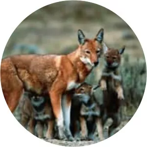 Ethiopian wolf