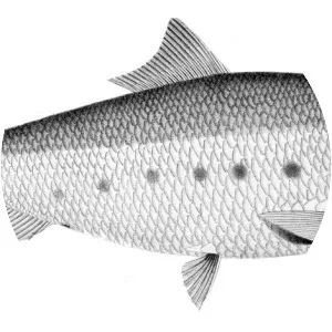 Ethmidium maculatum - 