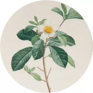 Étienne Pierre Ventenat