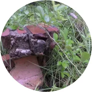 Etna Turpentine Camp Archeological Site - 