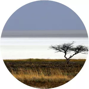 Etosha Pan - National park in Namibia