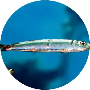 Etrumeus sadina (Etrumeus Sadina)