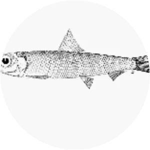 Etrumeus whiteheadi - 