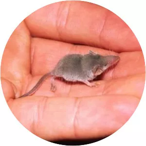 Etruscan shrew photograph